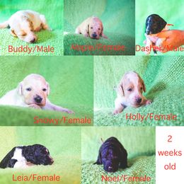 Goldendoodle Puppies from Jarvis Goldendoodles