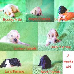 Goldendoodle Puppies from Jarvis Goldendoodles