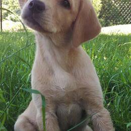 Labrador Retrievers from Lange's British Labs LLC