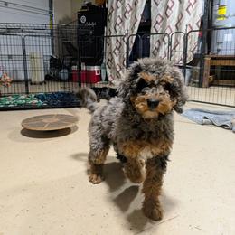 Cheryl Lynn - Blue merle female Aussiedoodle puppy in Yacolt, Washington from Aussiedoodles by Maggie