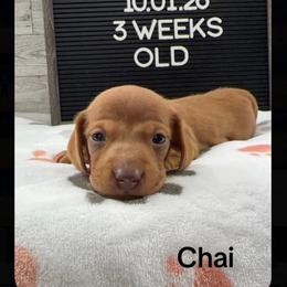 Chai - Red male Dachshund puppy in Goodyear, Arizona from AZ Low Life Doxies