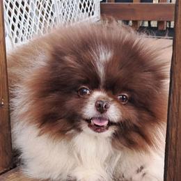 Pomeranian puppies from Meek's Poms