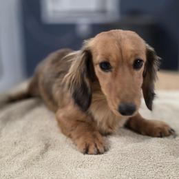 Emmy-Lou - Dachshund