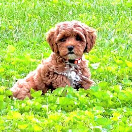 Australian Labradoodle Puppies from Beck ‘N Ridge Australian Labradoodles