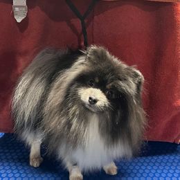 Winston - Pomeranian