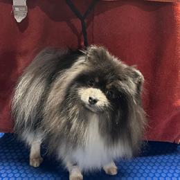 Winston - Pomeranian