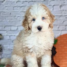 Kase - Red male Assorted Doodle Crosses puppy in Moulton, Iowa from Shondel Puppy Paws