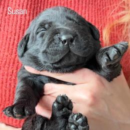 Susan, Champion Line English Lab - Black female Labrador Retriever puppy in Owosso, Michigan from Bennington Retrievers