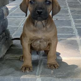 Ripp - Rd whtn blk nose male Rhodesian Ridgeback puppy in Gaffney, South Carolina from Circle D Farms