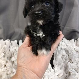 Venus - Black female Schnoodle puppy in Andalusia, Alabama from Kaleidoscope Kennels