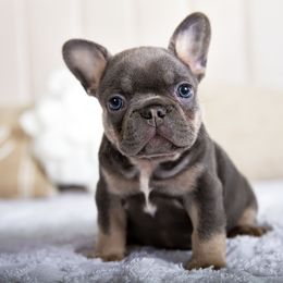 Jax - Blue male French Bulldog puppy in Orlando, Florida from Destiny Chihuahuas