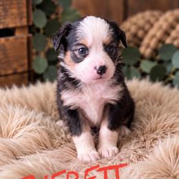Everett - Black tri female Toy Australian Shepherd puppy in Sanger, California from Flying M Cactus Ranch Buddies