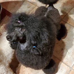 Poodle All Grown Up from Reflexxion Poodles