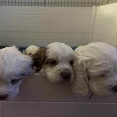 Clumber Spaniel Puppies from Briton Clumber Spaniels