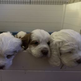 Clumber Spaniel Puppies from Briton Clumber Spaniels