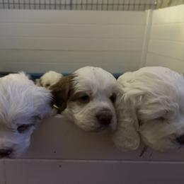 Clumber Spaniel Puppies from Briton Clumber Spaniels