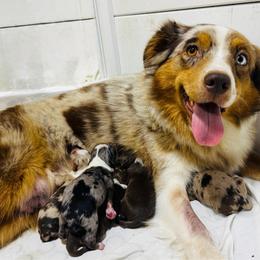 Piper - Red tri male Miniature Australian Shepherd puppy in Hempstead, Texas from Young Gun Aussies
