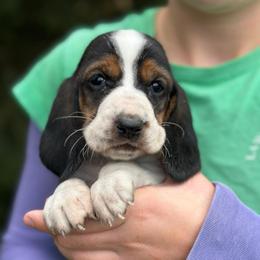 Female 3 - Black brown and white female Basset Hound puppy in Lindley, New York from Hill Top Basset Hounds & Cane Corso