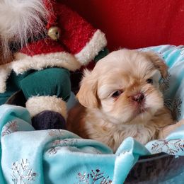 Shih Tzu Puppies from Laurie's shih tzus