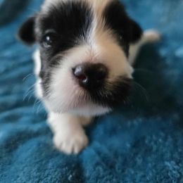 New born - Black and white male Havanese puppy in Kansas City Mo, Missouri from My Heavenly Havanese Puppies
