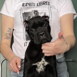 Cane Corso Puppies from Arcana Cane Corso