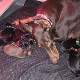 Boy 1 - Black and rust male Doberman Pinscher puppy in Lake City, Florida from Providence Kennels