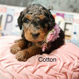 Cotton - Merle female Goldendoodle puppy in Pasco, Washington from Camp Doodle Woods