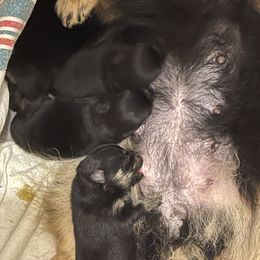 Pomeranian Puppies from Silver’s Reigning Heir Poms