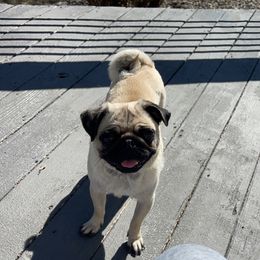 Izzy  - Pug