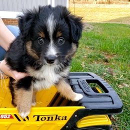 Toy Australian Shepherd Puppies from Reflections of Star Crest Kennel