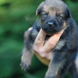 Gray Collar - Sable male German Shepherd puppy in Prospect, Connecticut from Di Massimo Canile