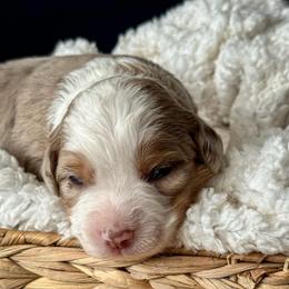 Beans - Red merle male Miniature American Shepherd puppy in Tupalo, Mississippi from Butterfield Trail Farm