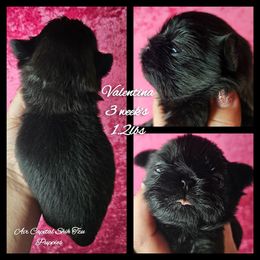 Sky - Black female Shih Tzu puppy in Maize, Kansas from Air Capital Shih Tzu Puppies