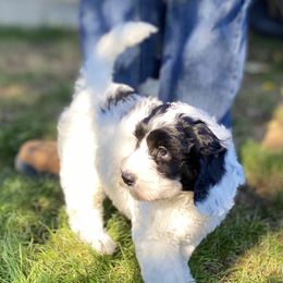 Australian Labradoodle Puppies from Cascade Canyon Labradoodles