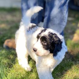 Australian Labradoodle Puppies from Cascade Canyon Labradoodles