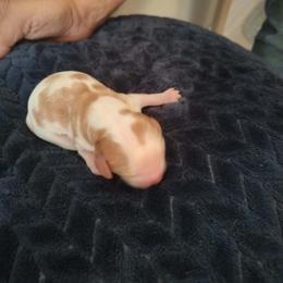 Hatfield - Blenheim male Cavalier King Charles Spaniel puppy in Lambertville, Michigan from Dream Dog LLC