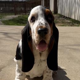 Basset Hounds from The Basset Boutique