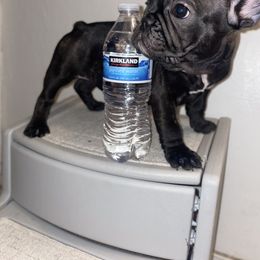 Girl 3 - Brindle French Bulldog puppy in San Jose, California from Dawgie Empire