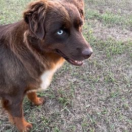 Miniature Australian Shepherds from Bunkey Latimer's Miniature Australian Shepherds