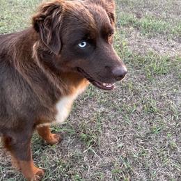 Miniature Australian Shepherds from Bunkey Latimer's Miniature Australian Shepherds