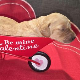 Lucy - Apricot female Aussiedoodle puppy in Cumberland, Rhode Island from W Doodle Crew