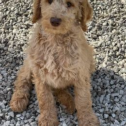 Poodle Puppies from FurEver Poodles