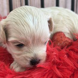 KOREAN DOLL FACE OTIS - Apricot male Maltipoo puppy in Orlando, Florida from Denise’s Puppies