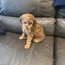Goldendoodle and Poodle Puppies from Gentle Paw Goldendoodles