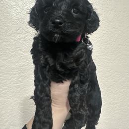 Angel - Tri-color female Yorkipoo puppy in Apple Valley, California from Boujeepups