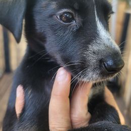 CC - Dalmatian puppy from Developing Spots & Happy Dals