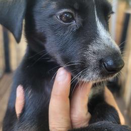 CC - Dalmatian puppy from Developing Spots & Happy Dals