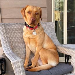 Labrador Retriever All Grown Up from Stirpe Corleone Labradors