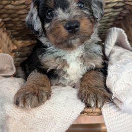 Aussiedoodle Puppies from The Cuddly Dood Ranch