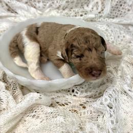 Cobbler - Merle male Labradoodle puppy in Candler, North Carolina from Maple Bakin’ Doodles